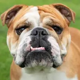 geava avatar