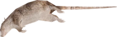 dedRat emote