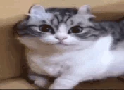 komaru emote