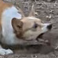 fox_battle emote