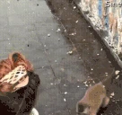 monkeySlip emote