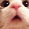 catblush emote
