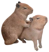 CapiHomie emote