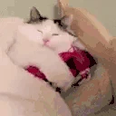gm emote