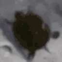 turtleRoll emote