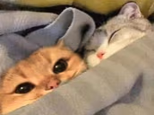 catCuddle emote