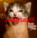 wasaaaa