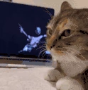 FE_N emote