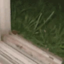 flatsTouchGrass emote