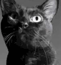 GIGACAT emote