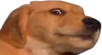 muuh emote