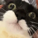 euh emote