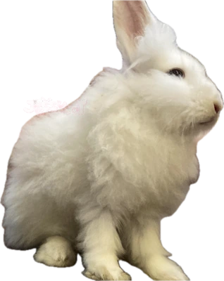 whitebunnyofjessy emote