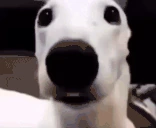 dogshivering emote
