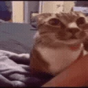 catAsk emoji