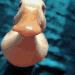 duck animated emote