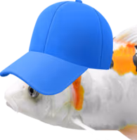 CapKoi emote