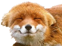 fox_uwu emote
