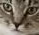 salem_is_not_pleased emote