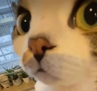 what emote
