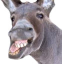DONKEY emote