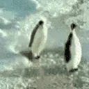 PenguinSlap emote