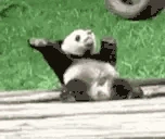 pandadance emote