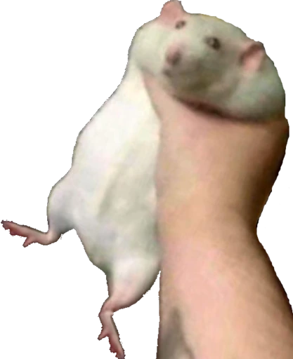 Hamster_Grab emote