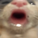 ssacz2 emote