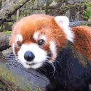 SNIFFA emote