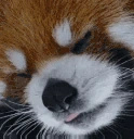 Tired emote