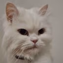 AngyCar emote