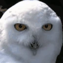 Hoot emote