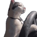 CatDriving emote