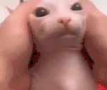 MYPAINISCONSTANTANDSHARPANDIDONOTHOPEFORABETTERWORLDFORANYONE emote