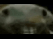 xpping emote