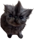 Kevin emote