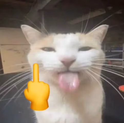 cat_lewfuc emote