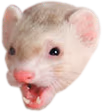 PogFerret emote