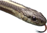 GarterSnake emote