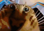 vkusno emote