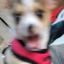 DogOMG emote