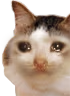 kiisu_sad emote