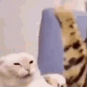 catfight emote