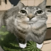 WaterMelon_Cat emote