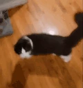 flipACat emote
