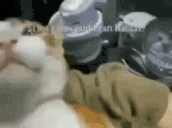 elgatope emote
