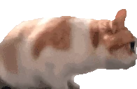 HesRightBehindMeIsntHe emote