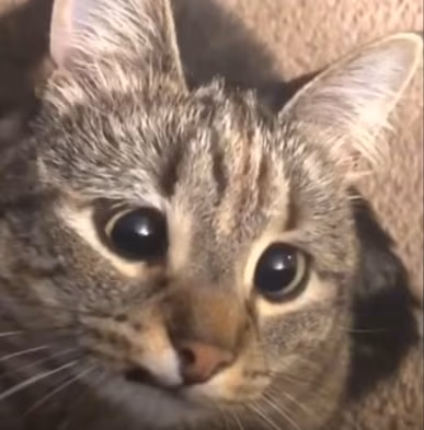 derp_cat emote