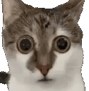 scaredcat animated emote